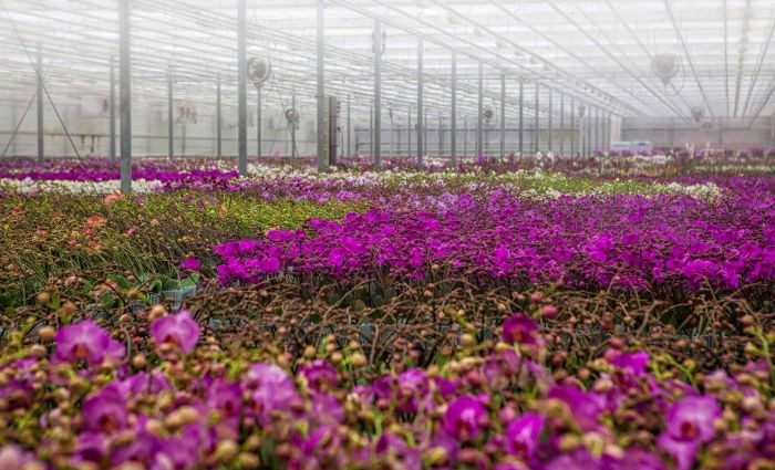 Pivčeva na poskusni pridelavi zelenjave v Ocean Orchids