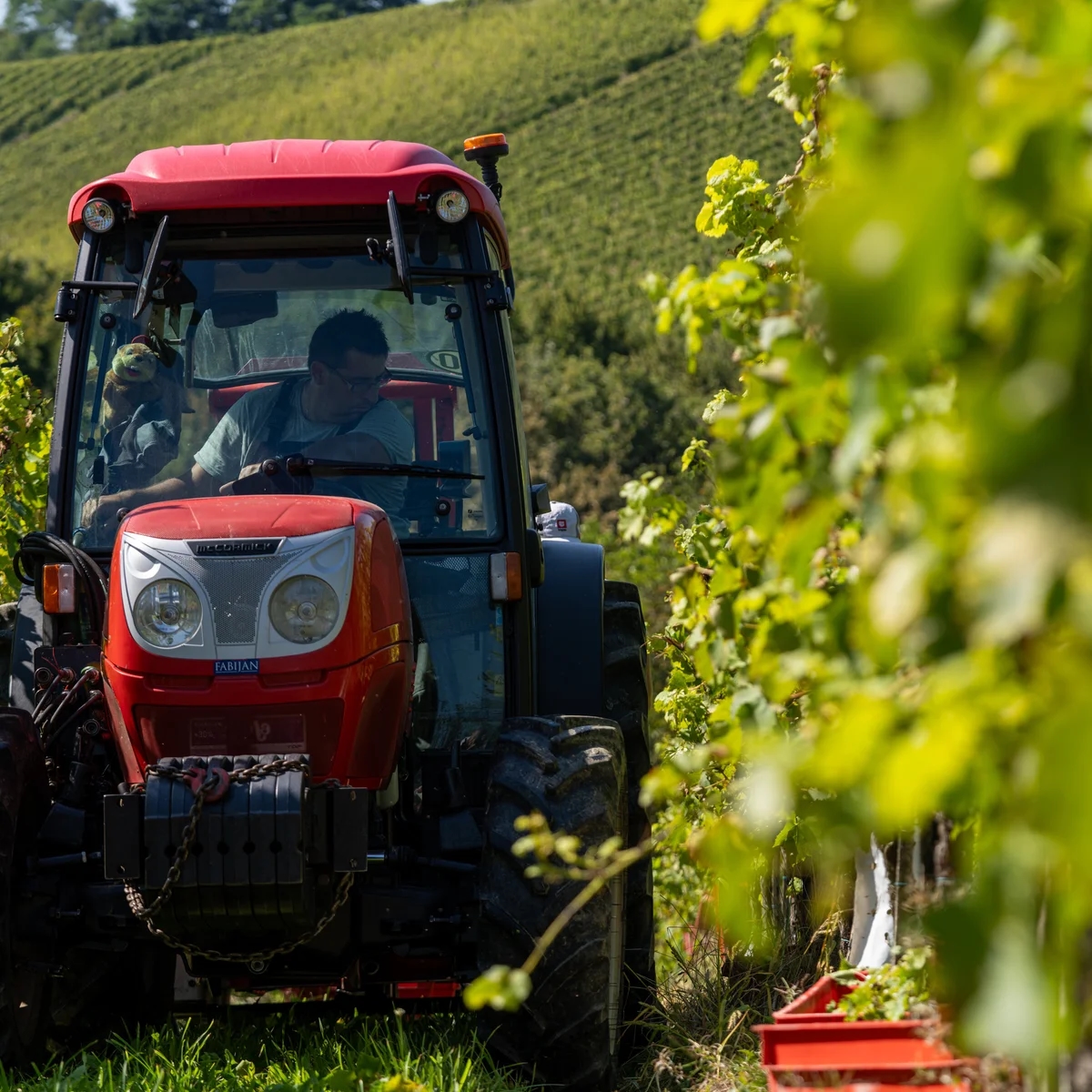 Vinska klet Puklavec Family Wines uspešno zaključila letošnjo trgatev