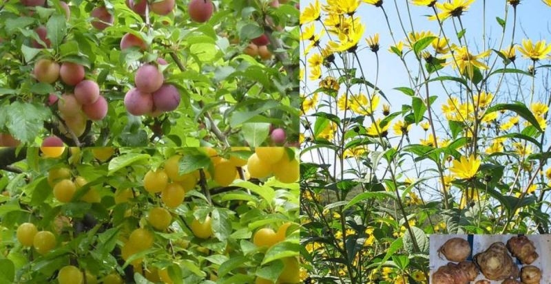 Iščejo (naj) inovativno jed iz topinamburja in štrbonclja