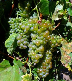 Na 55. ocenjevanju podravskih vin letos 153 vzorcev