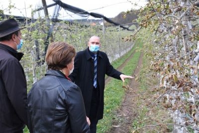 Minister Podgoršek na terenskem ogledu stanja po pozebi