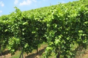Štajerski vinarji se povezujejo v Vinorodno Štajersko