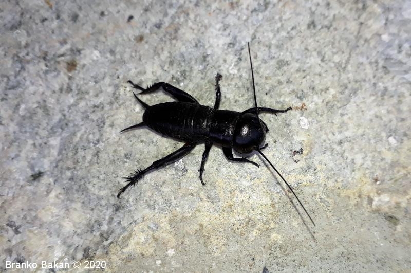 Kot novo živilo odobren hišni muren