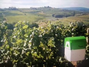 Končuje se prva sezona pilotnega projekta pametnega vinogradništva