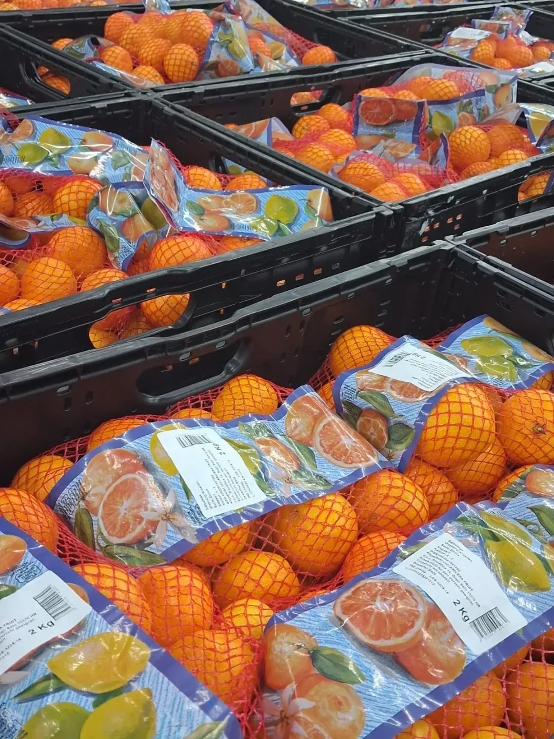 Hrvaška: Arivera Fruit v odkupnem centru Opuzen načrtuje pakiranje 10.000 ton mandarin