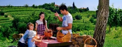 Po dveh slabših letos obilna letina češenj v Goriških Brdih